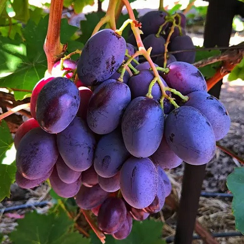 Виноград столовий Дамаська Красуня (ранній), фото 1