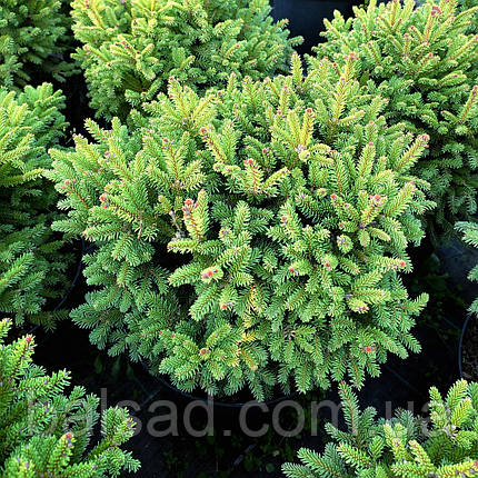Ялина звичайна Олендорфі / d 40-50 / Picea abies Ohlendorffii, фото 1