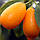 Кумкват Оніка (Kumquat Onika) 40-45 см. Кімнатний, фото 3