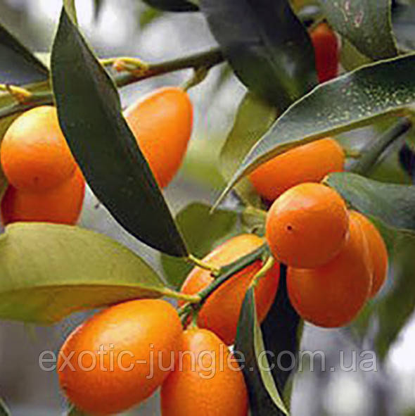 Кумкват Оніка (Kumquat Onika) 40-45 см. Кімнатний, фото 1