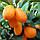 Кумкват Оніка (Kumquat Onika) 40-45 см. Кімнатний, фото 5
