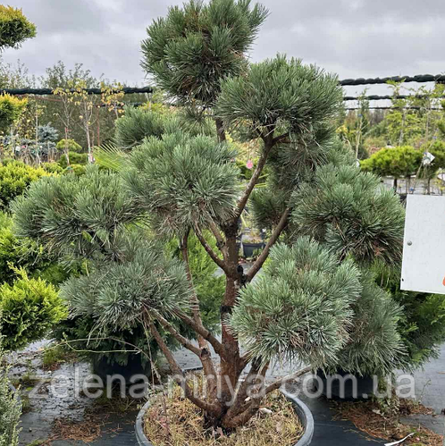 Сосна обыкновенная Ватерери (Ниваки/Бонсай) 150 см. (ID#2376852353 ...