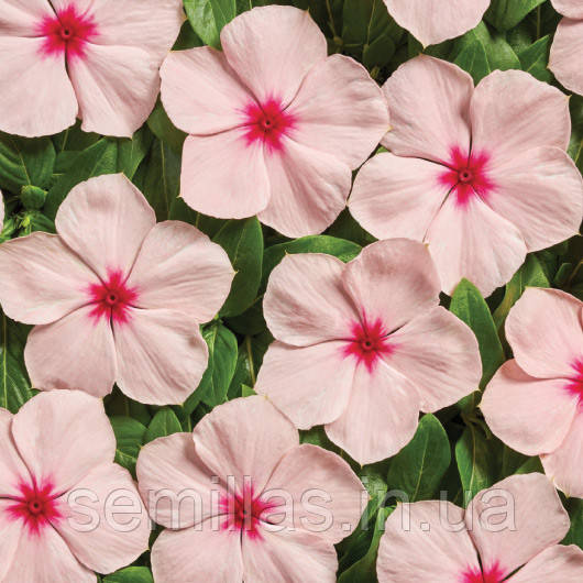 Насіння катарантуса Вулкан F1, 20 шт., драже, Априкот, ТМ "ЛєдаАгро"