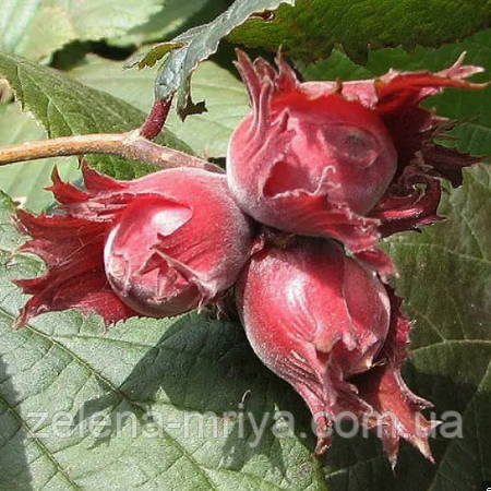 Фундук Варшавський червонолистий 2-х річний, фото 1