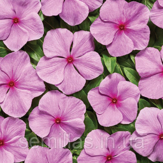 Насіння катарантуса Вулкан F1, 20 шт., драже, Орхід, ТМ "ЛєдаАгро"