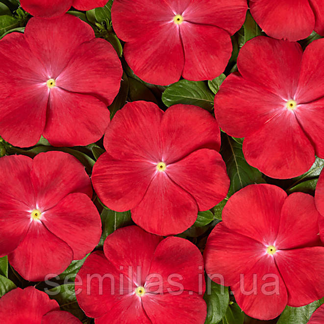 Насіння катарантуса Вулкан F1, 20 шт., драже, Скарлет Ай, ТМ "ЛєдаАгро"