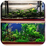 Видалення мулу і забруднень Evolution Aqua Waste Remover 15шт., фото 4