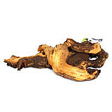 Коряга мопані Hobby Mopani L 35-50см (40693), фото 7