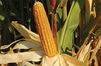 Семена кукурузы ЕC Бомбастик ФАО 230