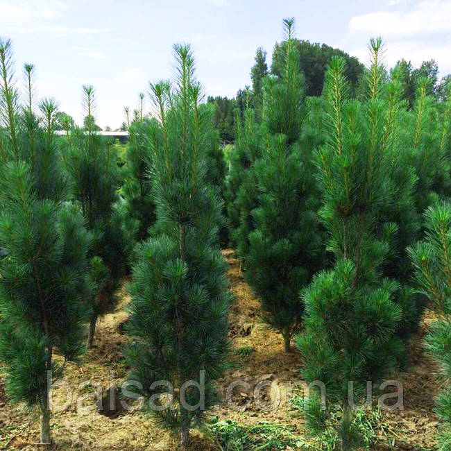 Сосна веймутова Стоу Піллар / h 80-100 / Pinus Stowe Pillar