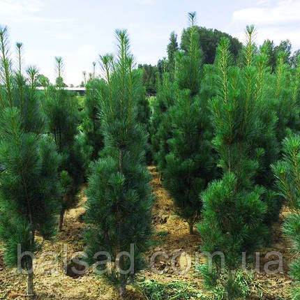 Сосна веймутова Стоу Піллар / h 80-100 / Pinus Stowe Pillar, фото 1