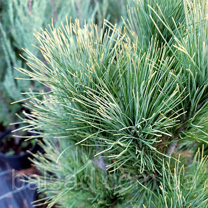 Сосна веймутова Стоу Піллар / h 80-100 / Pinus Stowe Pillar, фото 3