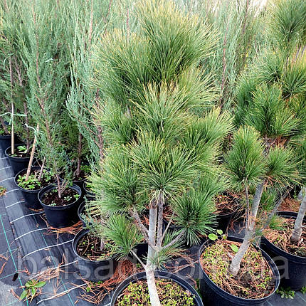Сосна веймутова Стоу Піллар / h 80-100 / Pinus Stowe Pillar, фото 4