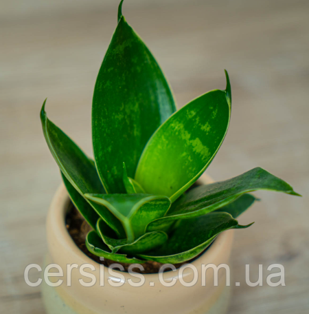 Сансев’єрія мікс Sansevieria trifasciata