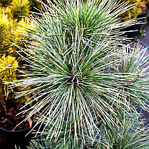 Сосна веймутова Мері Батлер / С5 / h 20-30 / Pinus Mary Butler, фото 5