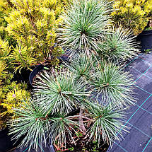 Сосна веймутова Мері Батлер / С5 / h 20-30 / Pinus Mary Butler, фото 3
