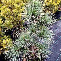 Сосна веймутова Мері Батлер / С5 / h 20-30 / Pinus Mary Butler, фото 4