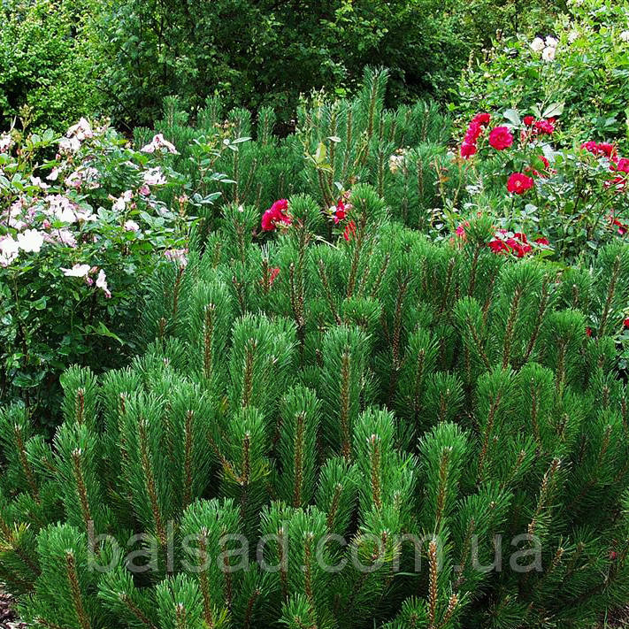Сосна гірська Мугус / С3 / Pinus mugo Mughus