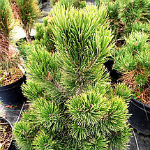Сосна білокора Грейс / С10 / h 50-60 / Pinus heldreichii Greece, фото 2