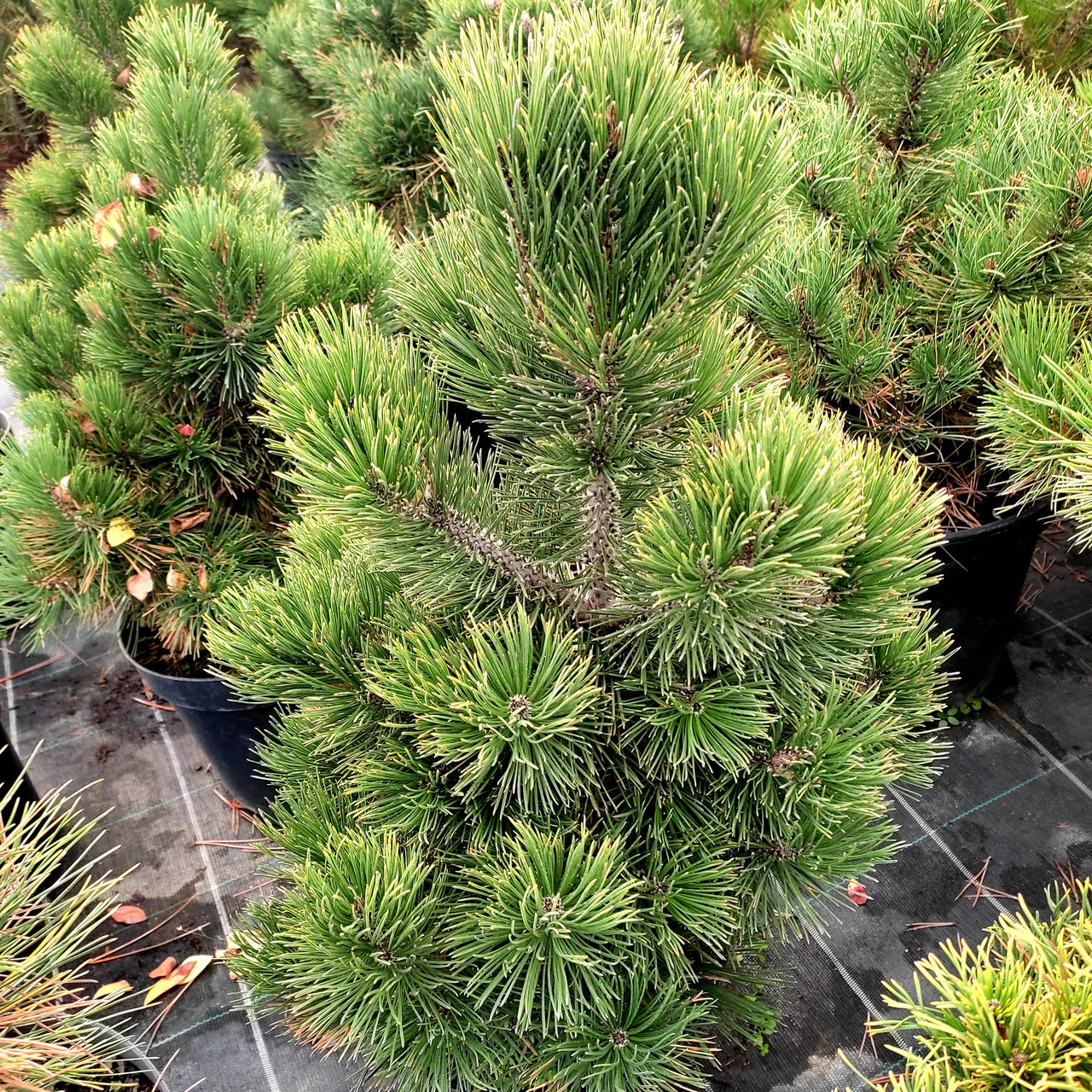 Сосна білокора Грейс / С10 / h 50-60 / Pinus heldreichii Greece