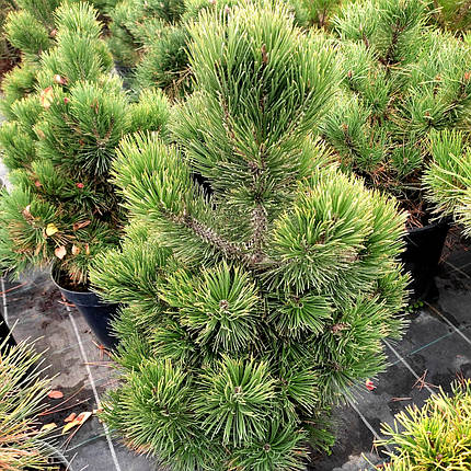 Сосна білокора Грейс / С10 / h 50-60 / Pinus heldreichii Greece, фото 1