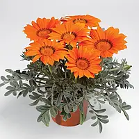 Газанія Kiss F1 Orange 5 насінин