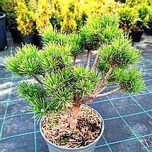 Сосна гірська Дом / С5 / h 30-40 / Pinus mugo Dom, фото 3