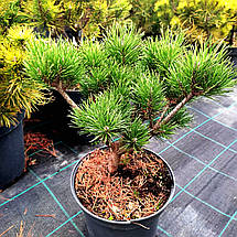 Сосна гірська Дом / С5 / h 30-40 / Pinus mugo Dom, фото 4