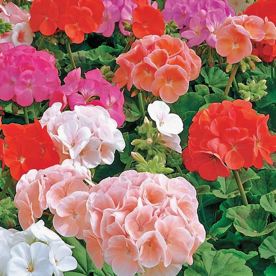 Пеларгонія Apache Full mix 5 насінин, фото 1