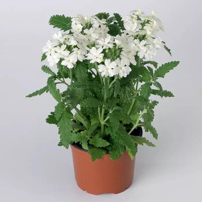 Вербена Obsession F1 White 5 шт, фото 1