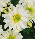 Хризантема Pemba White (Пемба Уайт ) розсада, фото 2