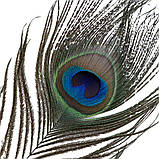 Лоскітка LOCKINK SEVANDA Natural Peacock Flirting Feather Tickler, перо павича, фото 7