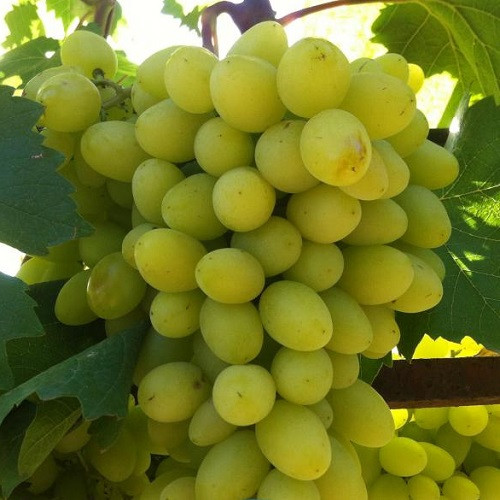 Виноград столовий Біла Надія (ультраранній), фото 1