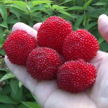 Малина Мяо-Мяо (малина розолиста, малина Тібетська)