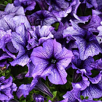 Петуния Pan American Daddy F1 Blue 1000 шт Драже