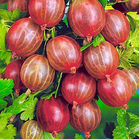 Саджанці агрусу