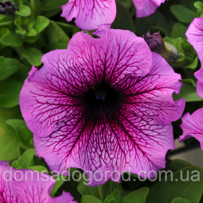 Петуния Pan American Daddy F1 Sugar драже 1000 шт