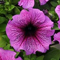 Петуния Pan American Daddy F1 Sugar драже 1000 шт