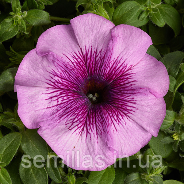 Насіння петунії Гало F1, 1000 шт., драже, Лайт Парпл, світло-фіолетова, багатоквіткова низькоросла, Cerny Seed