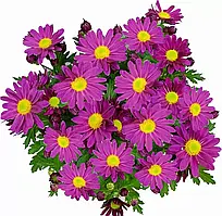 Хризантема Pemba Purple (Пемба Фіолетовий) розсада