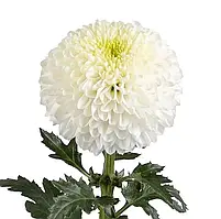 Хризантема Matchpoint (Матчпойнт) одноголова. великобарвкова,розсада