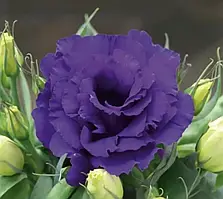 Еустома Julietta Blue 5 насінин