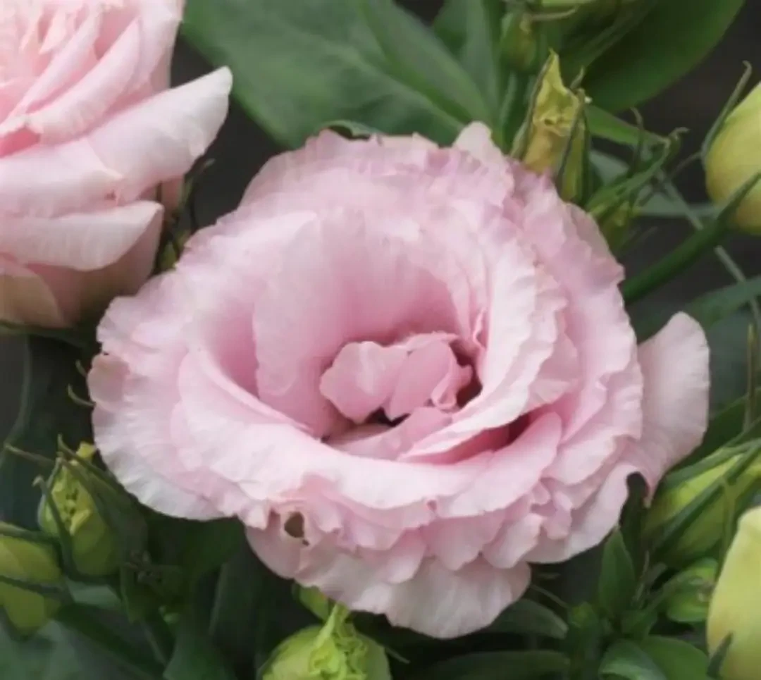 Еустома Julietta Pink 5 насінин, фото 1