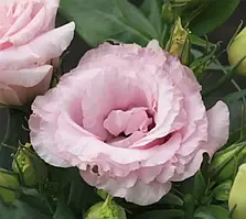 Еустома Julietta Pink 5 насінин