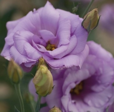 Еустома  Mariachi 2 Lavander 5 насінин, фото 1