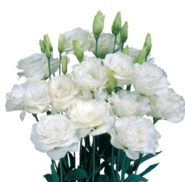 Еустома  Mariachi 2 Pure white 5 насінин, фото 1