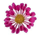Хризантема Vegas Violet (Вегас Фіолетовый) Мультифлора 3 в 1горщ, фото 3
