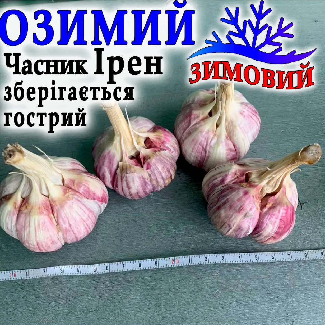 Часник Ірен 1 кг