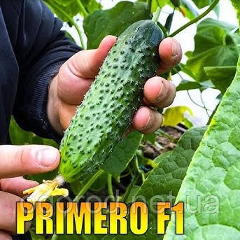 Прімеро F1 10 шт насіння огірка Yuksel Туреччина