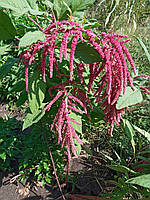 Амарант хвостатий червоний «Лисячий хвіст» (насіння 0,5 г)